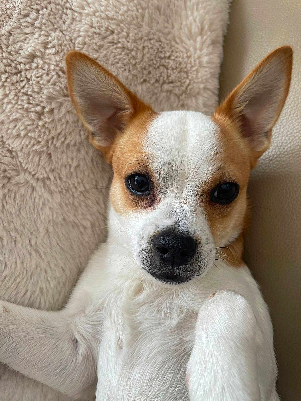 Vador a rejoint le concours — aidez-le/la à gagner de superbes lots ! dog, small_dog, pet, close_up, ears, fur, white_fur, tan_fur, blanket, soft_texture, lying_down, cute, animal, companion, indoors, portrait, face, snout, nostrils, whiskers