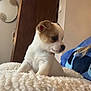 puppy, dog, small_dog, white_fur, brown_fur, blanket, fluffy, indoor, wooden_door, mirror, curious, pet, young_dog, fur, cute, cozy, resting, side_view, animal, companion