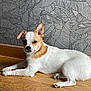 dog, small_dog, white_dog, tan_spots, wooden_floor, wallpaper, leaf_pattern, indoor, pet, animal, cute, lying_down, looking, ears_up, floor, domestic_animal, companion, fur, relaxed, house