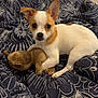 dog, puppy, toy, stuffed_animal, blanket, bedroom, ears, white, brown, pet, cute, small_dog, indoor, resting, animal, fur, lying_down, looking_at_camera, cozy, soft_toy