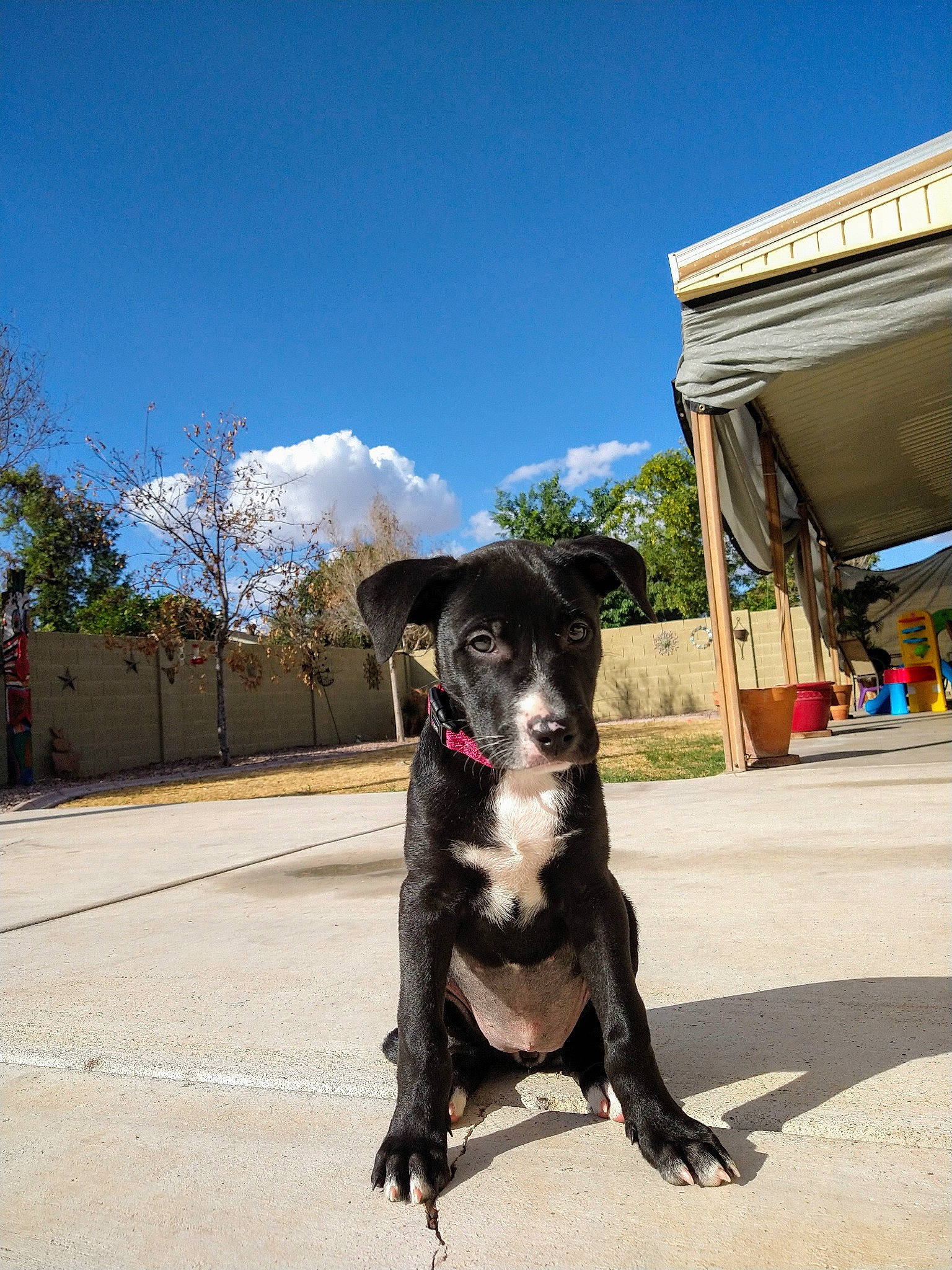 Grandma Koko joined the competition — help win amazing prizes! adventure, canidae, carnivore, dog, dog_breed, dog_walking, guard_dog, hunting_dog, leash, non_sporting_group, puppy, sporting_group, street_dog, working_dog