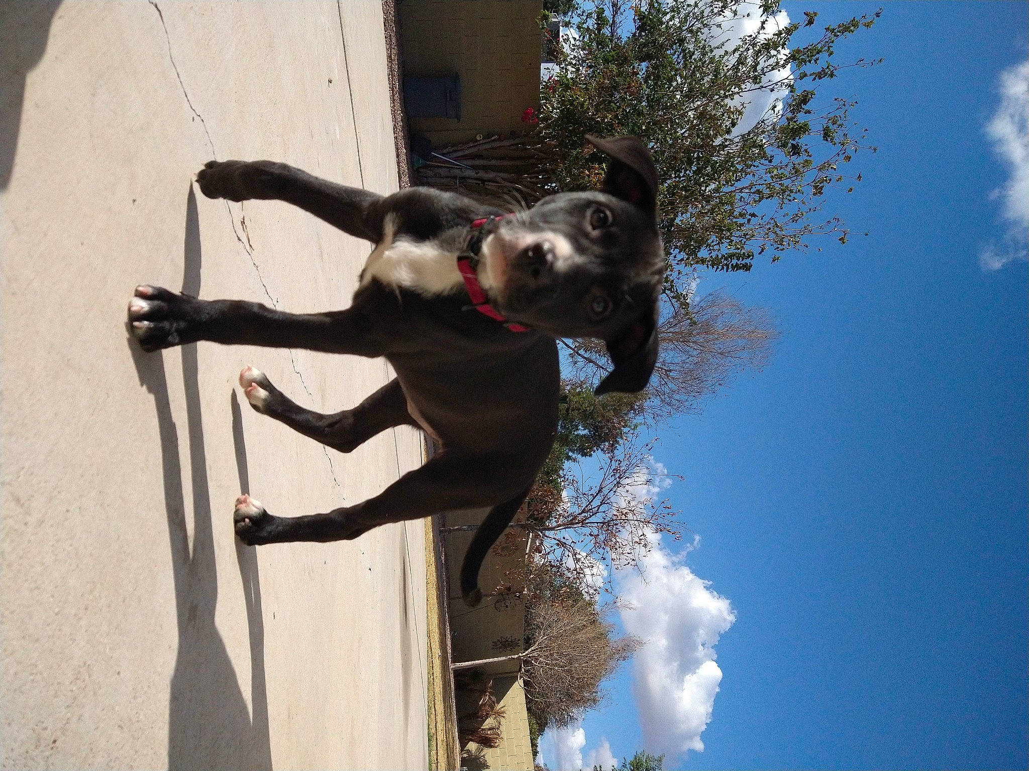 Grandma Koko joined the competition — help win amazing prizes! canidae, non_sporting_group