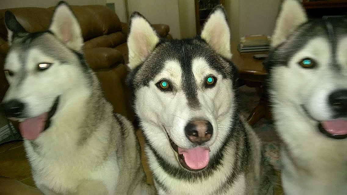 Brutus is registered to the contest to win money with this photo: alaskan_klee_kai, alaskan_malamute, canadian_eskimo_dog, canidae, carnivore, dog, dog_breed, east_siberian_laika, mammal, miniature_siberian_husky, native_american_indian_dog, northern_inuit_dog, saarloos_wolfdog, sakhalin_husky, seppala_siberian_sleddog, siberian_husky, sled_dog, tamaskan_dog, vertebrate, wolfdog