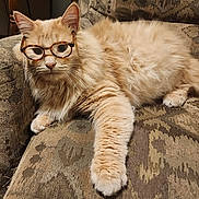 Kano is registered to the contest to win money with this photo: cat, orange_cat, glasses, couch, furry, pet, lounging, paw, whiskers, portrait, indoor, furniture, cozy, sleepy, animal, closeup, tortoiseshell_glasses, upholstery, living_room, relaxed_pose
