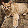 cat, orange_cat, glasses, couch, furry, pet, lounging, paw, whiskers, portrait, indoor, furniture, cozy, sleepy, animal, closeup, tortoiseshell_glasses, upholstery, living_room, relaxed_pose