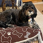 Tutti is registered to the contest to win money with this photo: animal, black_dog, blanket, bone_pattern, canine, collar, cozy, curly_fur, dog, floor_tile, fur, furniture, gray_dog, indoor, laying_down, paw_print, pet, resting, tag, wood