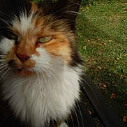 Minette a rejoint le concours — aidez-le/la à gagner de superbes lots ! cat, calico_cat, fluffy, longhaired, pet, animal, feline, portrait, closeup, outdoor, sunlight, garden, grass, bench, whiskers, greenery, white_fur, orange_fur, black_fur, text_overlay