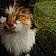 Minette