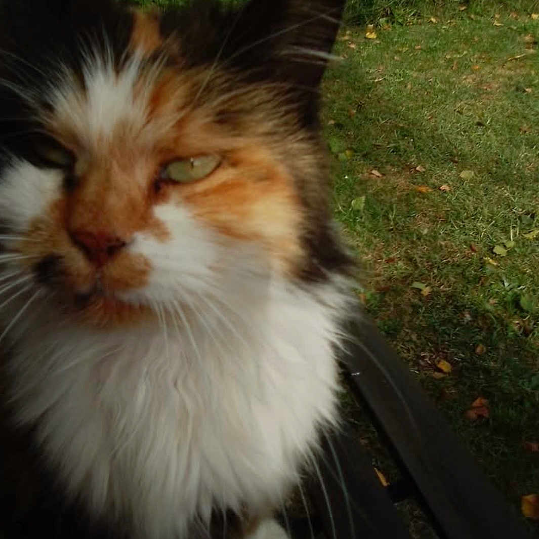 Minette
