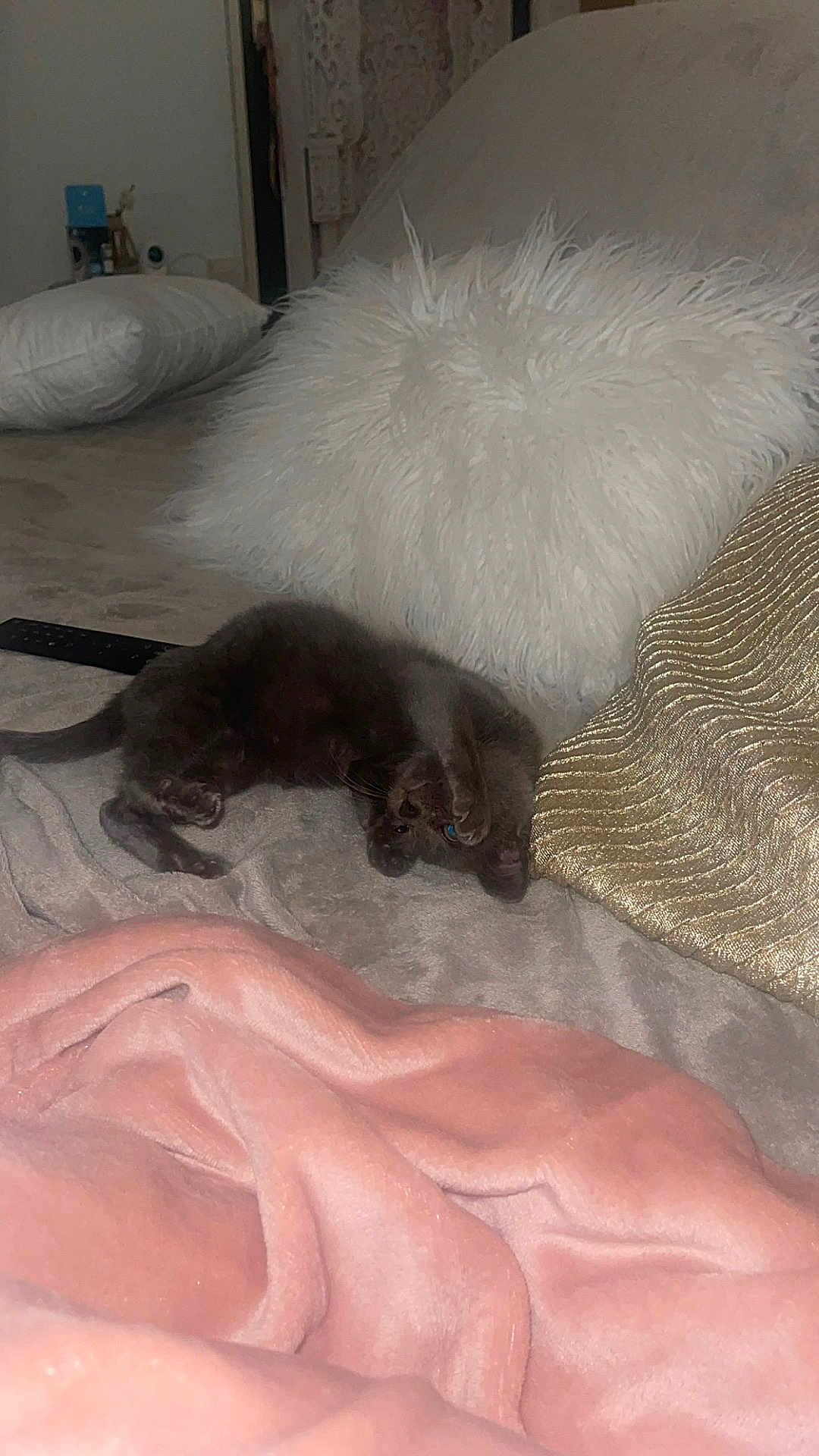 Titi