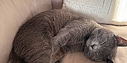 Titi participe au concours pour gagner de l'argent avec cette photo : animal, beige, cat, couch, cozy, curled_up, feline, fur, gray_cat, home, indoor, nap, paw, pet, pillow, relaxing, resting, sleeping, soft_light, whiskers