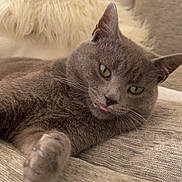 Titi a rejoint le concours — aidez-le/la à gagner de superbes lots ! animal, blanket, cat, close_up, couch, cozy, cute, feline, fur, furniture, gray_cat, home, indoor, mammal, paw, pet, relaxed, resting, tongue_out, whiskers
