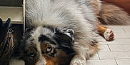 Utopy participe au concours pour gagner de l'argent avec cette photo : dog, australian_shepherd, lying_down, blue_eyes, fluffy, indoor, floor, boots, tiled_floor, resting, pet, canine, fur, animal, close_up, looking_up, house, domestic, relaxed, paw
