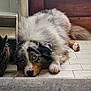 dog, australian_shepherd, lying_down, blue_eyes, fluffy, indoor, floor, boots, tiled_floor, resting, pet, canine, fur, animal, close_up, looking_up, house, domestic, relaxed, paw