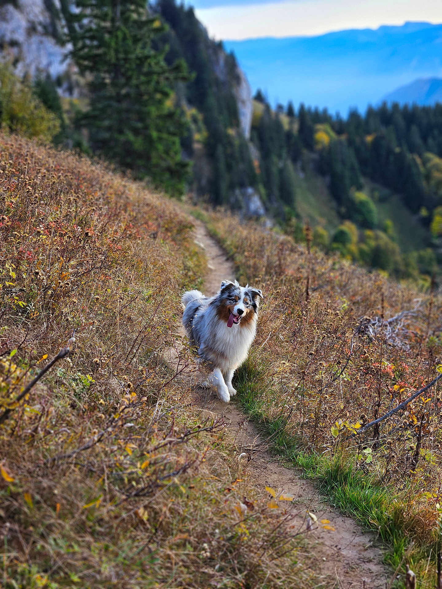 Utopy a rejoint le concours — aidez-le/la à gagner de superbes lots ! dog, outdoor, mountain, path, nature, forest, happy, tongue_out, walking, scenic, autumn, shrubs, grass, hill, trees, landscape, canine, trail, daytime, animal