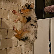 Utopy a rejoint le concours — aidez-le/la à gagner de superbes lots ! puppy, dog, sleeping, floor, tile, fur, paw, pink_paw_pads, indoor, pet_bowl, towel, cozy, rest, adorable, cute, fur_pattern, quiet, home, animal, companion