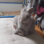 Judy Et Ivana a rejoint le concours — aidez-le/la à gagner de superbes lots ! cat, chinchilla, domestic_rabbit, fawn, felidae, hare, mammal, rabbit, rabbits_and_hares, rodent, whiskers