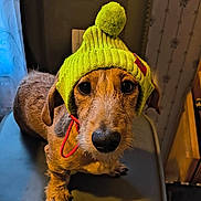 Ozzie joined the competition — help win amazing prizes! dog, pet, hat, knit_hat, yellow_hat, pom_pom, chair, indoor, brown_dog, small_dog, curious, close_up, portrait, cute, animal, fur, ears, looking_up, floor, furniture