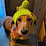 dog, pet, hat, knit_hat, yellow_hat, pom_pom, chair, indoor, brown_dog, small_dog, curious, close_up, portrait, cute, animal, fur, ears, looking_up, floor, furniture