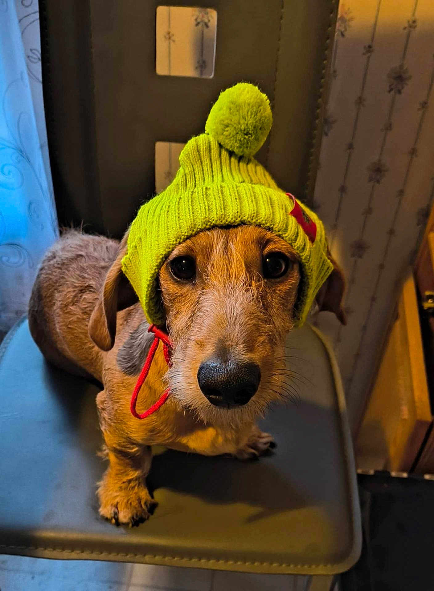 Ozzie joined the competition — help win amazing prizes! dog, pet, hat, knit_hat, yellow_hat, pom_pom, chair, indoor, brown_dog, small_dog, curious, close_up, portrait, cute, animal, fur, ears, looking_up, floor, furniture