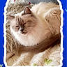 cat, fluffy_cat, cream_cat, brown_cat, sleeping, resting, curled_up, pet, animal, portrait, close_up, fur, whiskers, ears, eyes_closed, blanket, bed, indoor, social_media, phone_screenshot
