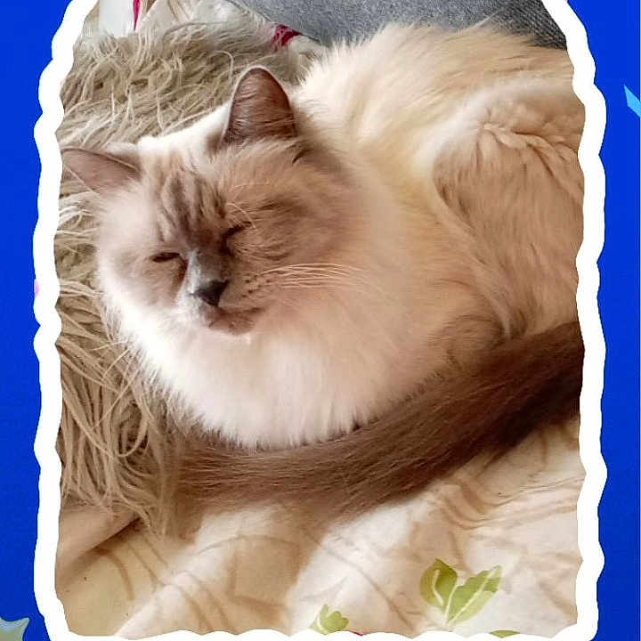Thais participe au concours pour gagner de l'argent avec cette photo : cat, fluffy_cat, cream_cat, brown_cat, sleeping, resting, curled_up, pet, animal, portrait, close_up, fur, whiskers, ears, eyes_closed, blanket, bed, indoor, social_media, phone_screenshot