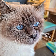 This a rejoint le concours — aidez-le/la à gagner de superbes lots ! animal, blue_eyes, bokeh, cat, close_up, cozy, ears, face, feline, fluffy, fur, home, indoors, long_hair, nose, pet, photography, portrait, shallow_depth_of_field, whiskers