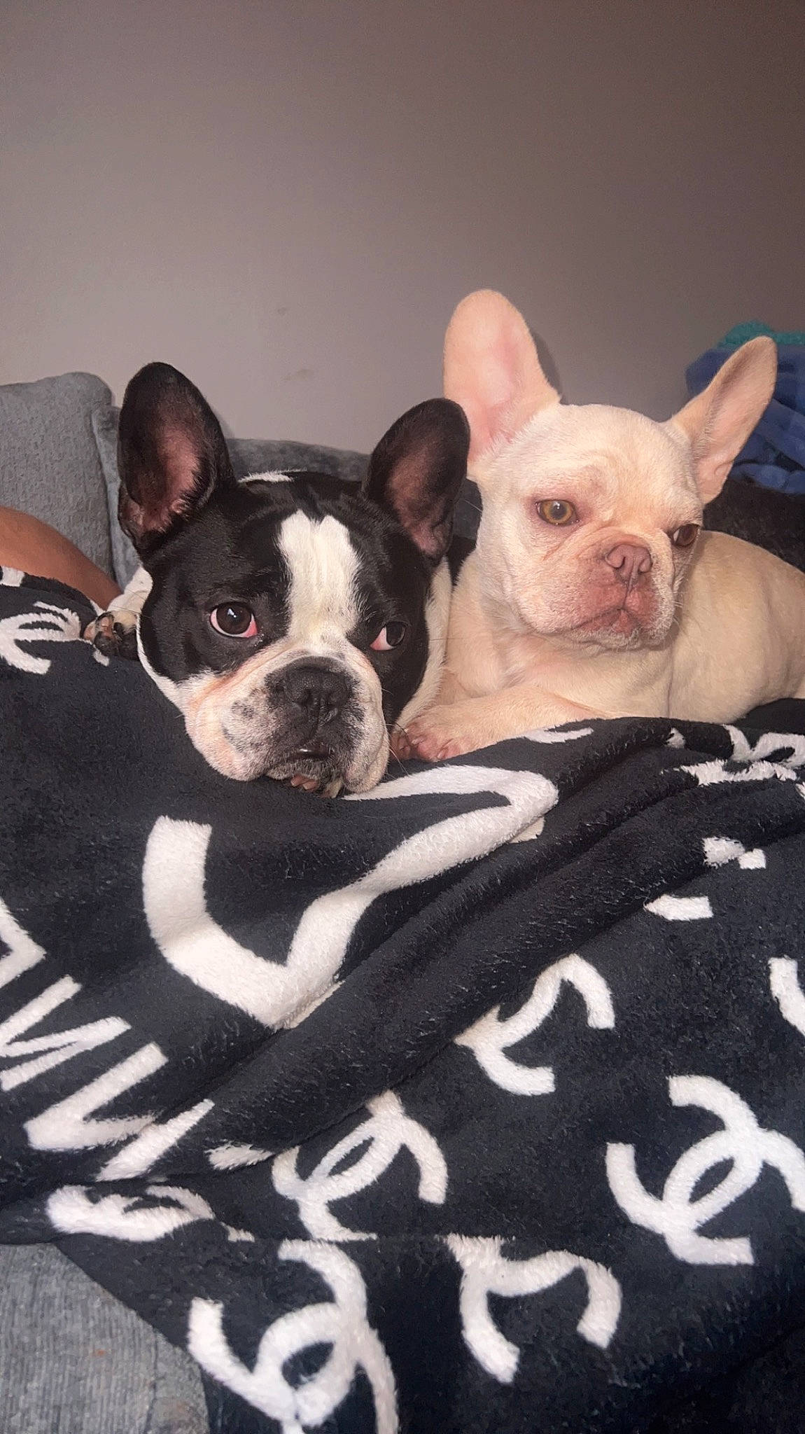 Lexi joined the competition — help win amazing prizes! boston_terrier, bulldog, canidae, carnivore, comfort, companion_dog, dog, dog_breed, ear, fawn, french_bulldog, fur, grass, non_sporting_group, snout, sporting_group, terrestrial_animal, toy_dog, whiskers, working_animal