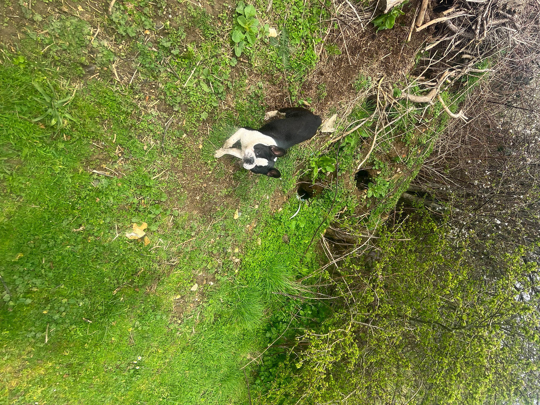 Lola joined the competition — help win amazing prizes! canidae, carnivore, grass, grassland, groundcover, herbaceous_plant, landscape, lawn, natural_landscape, panda, pasture, plant, shrub, soil, sporting_group, tail, terrestrial_animal, terrestrial_plant, trunk, wildlife