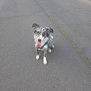 Vasco participe au concours pour gagner de l'argent avec cette photo : dog, canine, sitting, outdoor, asphalt, tongue_out, blue_harness, ears_flopped, happy, pet, animal, spotted_fur, leisure, playful, friendly, companion, daylight, pavement, cute, alert