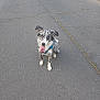 dog, canine, sitting, outdoor, asphalt, tongue_out, blue_harness, ears_flopped, happy, pet, animal, spotted_fur, leisure, playful, friendly, companion, daylight, pavement, cute, alert