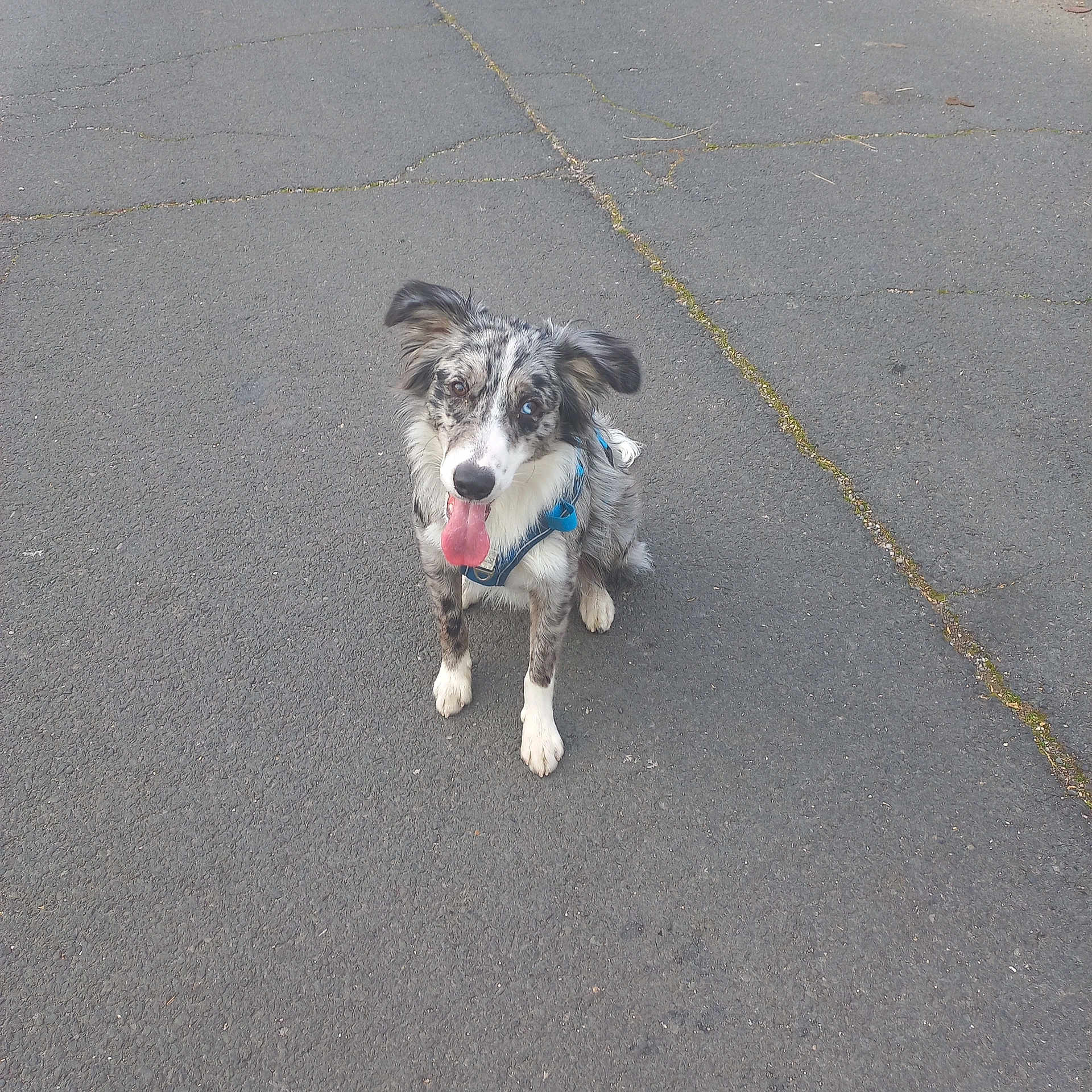Vasco participe au concours pour gagner de l'argent avec cette photo : dog, canine, sitting, outdoor, asphalt, tongue_out, blue_harness, ears_flopped, happy, pet, animal, spotted_fur, leisure, playful, friendly, companion, daylight, pavement, cute, alert