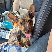 Charlie joined the competition — help win amazing prizes! accessories, animal, bag, canine, car, car_interior, carseat, chair, couch, cushion, dog, furniture, handbag, homedecor, machine, pet, puppy, terrier, transportation, vehicle