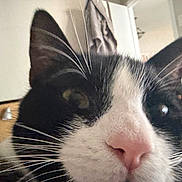 Og joined the competition — help win amazing prizes! animal, background, black_and_white, cat, close_up, closeup, cozy, curious, domestic, door, ears, face, feline, fur, household, indoor, pet, pink_nose, portrait, whiskers