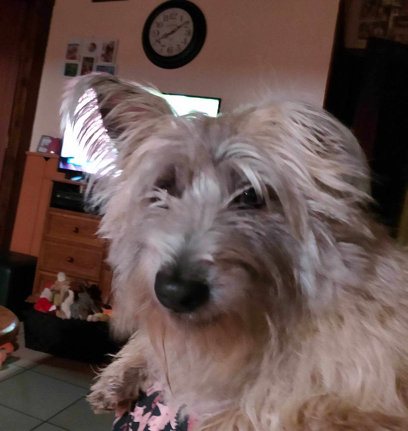 Laika