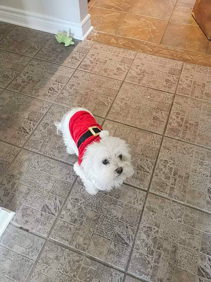 Sophie participe au concours pour gagner de l'argent avec cette photo : carnivore, companion_dog, dog, dog_breed, dog_supply, fawn, floor, flooring, fur, hardwood, leash, line, pet_supply, road_surface, sidewalk, snout, tail, toy_dog, wood, working_animal