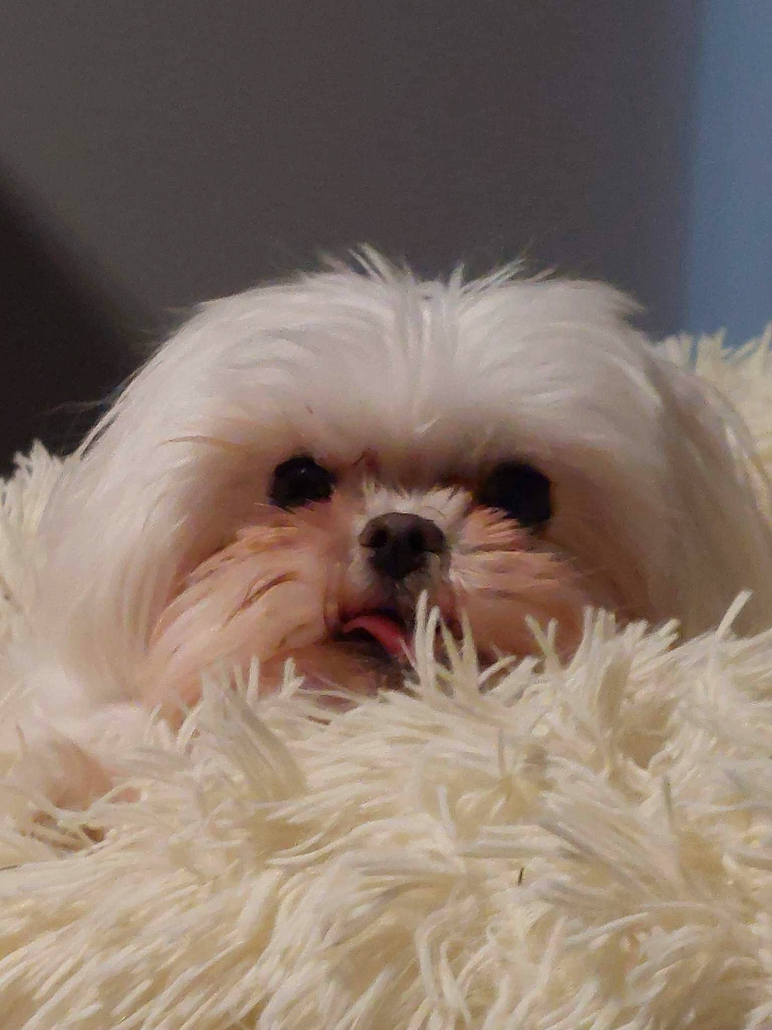 Killer a rejoint le concours — aidez-le/la à gagner de superbes lots ! canidae, carnivore, companion_dog, dog, dog_breed, eye, fawn, fur, head, liver, maltepoo, shih_poo, shih_tzu, small_terrier, snout, sporting_group, terrestrial_animal, terrier, toy_dog, working_animal