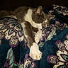Smokey is registered to the contest to win money with this photo: cat, sleeping, blanket, patterned_blanket, cozy, indoor, resting, paw, gray_cat, white_cat, fur, cute, animal, pet, relaxation, comfort, closeup, soft, domestic_cat, peaceful
