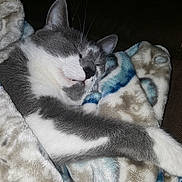 Smokey is registered to the contest to win money with this photo: cat, sleeping, blanket, cozy, furry, gray_and_white, pet, resting, cute, indoor, soft, comfort, animal, nap, relaxed, domestic_cat, fur, whiskers, mammal, peaceful
