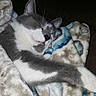 cat, sleeping, blanket, cozy, furry, gray_and_white, pet, resting, cute, indoor, soft, comfort, animal, nap, relaxed, domestic_cat, fur, whiskers, mammal, peaceful