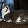 cat, gray_cat, white_cat, indoor, couch, furniture, pet, animal, relaxed, orange_eyes, whiskers, fur, domestic_cat, window_blinds, home, portrait, side_view, resting, cozy, domestic