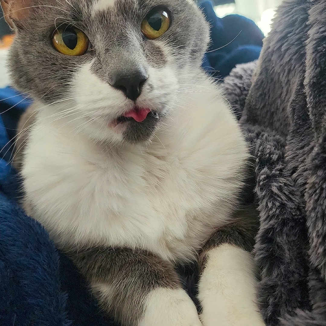 Smokey is registered to the contest to win money with this photo: cat, gray_and_white, yellow_eyes, tongue_out, close_up, furry, pet, cozy, blanket, indoor, cute, whiskers, relaxed, soft_texture, animal, fur, resting, domestic_cat, cute_expression, comfortable