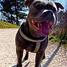 Missy a rejoint le concours — aidez-le/la à gagner de superbes lots ! dog, outdoor, sunny, path, trees, blue_sky, happy, tongue_out, pet, canine, nature, daylight, fence, grass, walking, animal, leash, collar, shadow, park