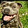 Missy