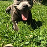 Missy a rejoint le concours — aidez-le/la à gagner de superbes lots ! dog, grass, tongue_out, outdoor, sunny, pet, happy, animal, canine, nature, greenery, instagram_post, social_media, smiling, close_up, portrait, daylight, muzzle, ears, cute