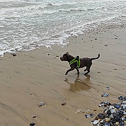 Missy a rejoint le concours — aidez-le/la à gagner de superbes lots ! dog, beach, sand, ocean, water, waves, rocks, wet_sand, animal, pet, canine, outdoor, nature, harness, playful, walking, coast, seaside, reflection, shore