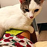 cat, white_cat, gray_cat, pet, animal, indoor, furniture, person_leg, clothing, floral_pattern, cozy, resting, curious, domestic, cute, comfort, home, soft_lighting, relaxation, close_up