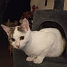 cat, white_cat, gray_cat, cat_tree, pet, animal, indoor, feline, curious, cozy, home, furniture, soft_lighting, looking, ears, whiskers, young_cat, domestic_cat, resting, alert