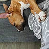 Shadow a rejoint le concours — aidez-le/la à gagner de superbes lots ! dog, sleeping, couch, blanket, indoor, relaxing, brown, white, pet, cozy, resting, canine, fur, paw, floor, home, comfort, animal, domestic, lazy