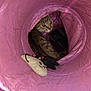 Chrissy joined the competition — help win amazing prizes! cat, tabby, pet, toy, plush, pink_tunnel, curious, animal, indoor, feline, whiskers, playful, looking_back, fur, domestic_cat, cute, pet_toy, household, closeup, mammal